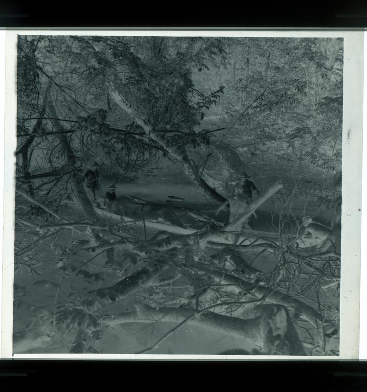 Image of Black and white negative of Wai Wai tribe members and expedition member moving a canoe as seen through branches of trees