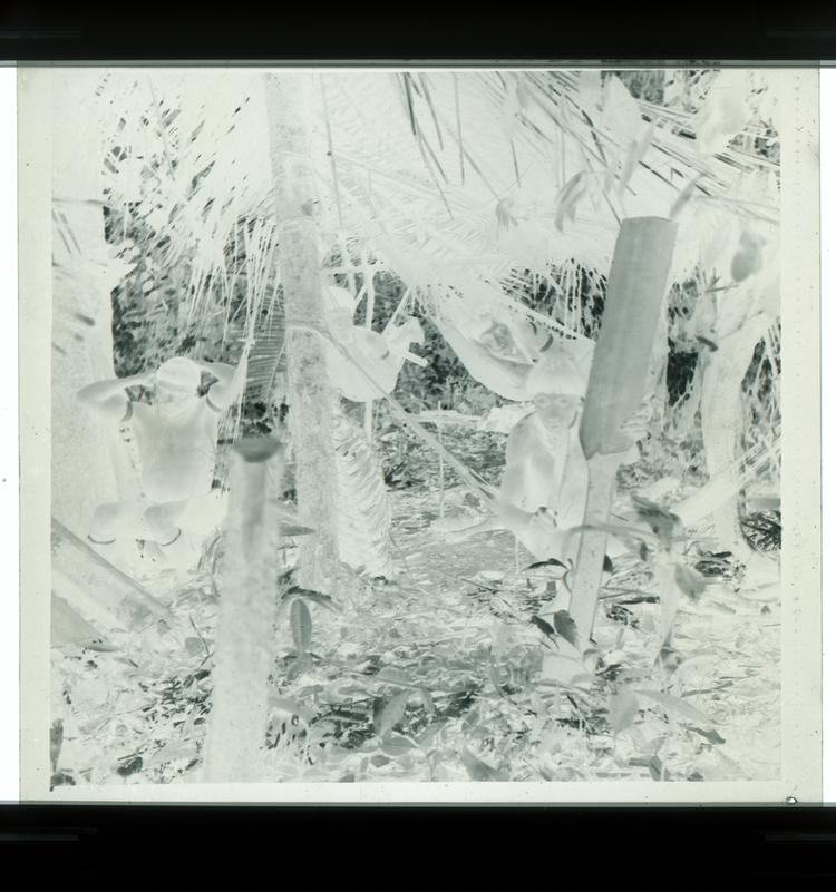 Image of Black and white negative of Wai Wai tribe members carving a paddle and hanging in hammocks in forest