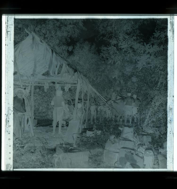 Image of Black and white negative of people herding cattle in the forest near a palm hut