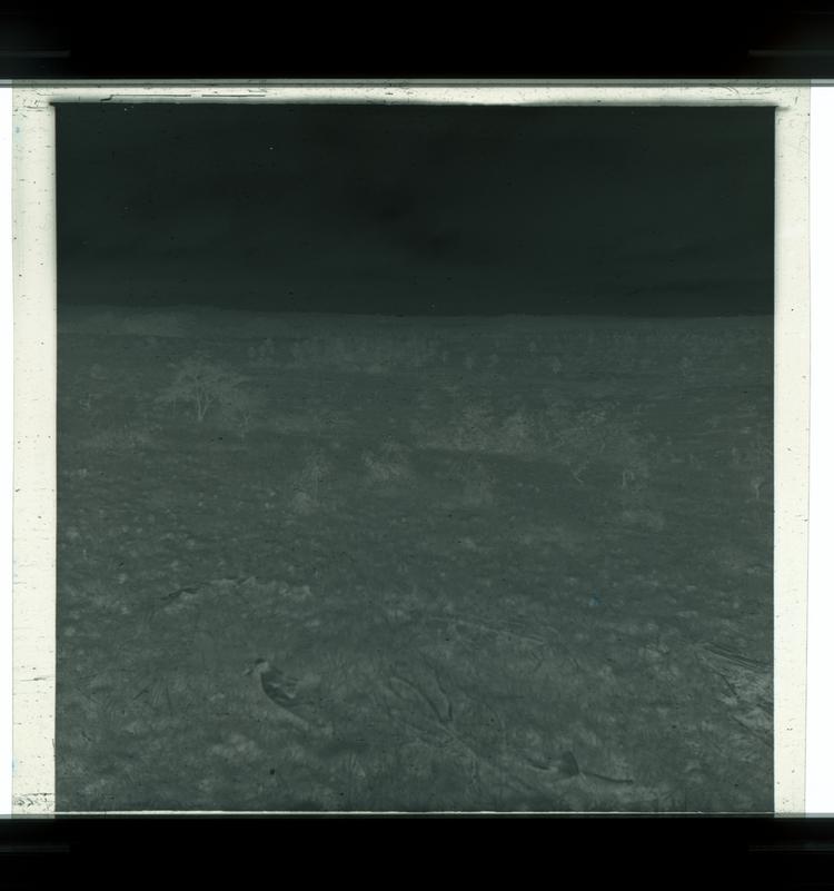 image of Black and white negative of open expanse of land with numerous trees