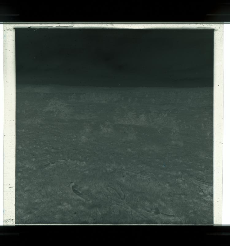 Image of Black and white negative of open expanse of land with numerous trees