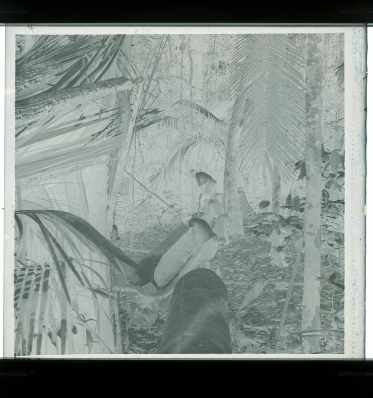 image of Black and white negative of three men carving wood into a canoe in the middle of the forest