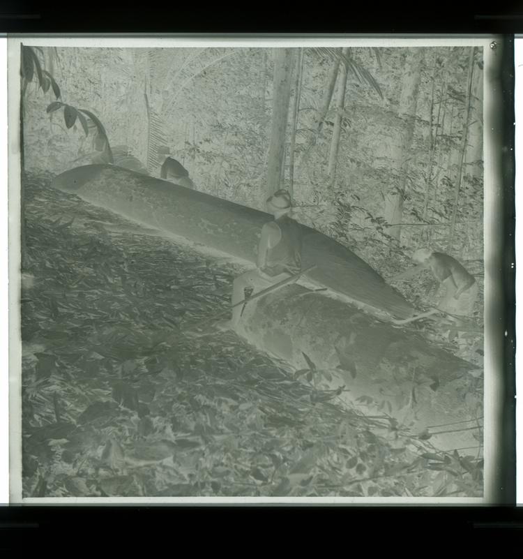 Image of Black and white negative of men working on canoe, sanding and carving at edge of forest