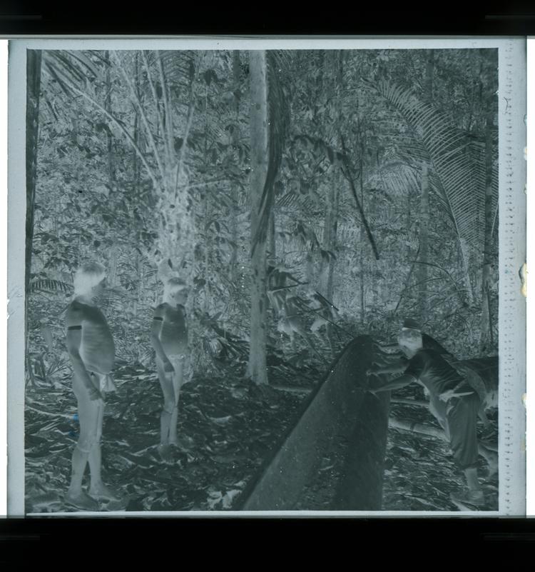 Image of Black and white negative of multiple Wai Wai tribe members and expedition members pulling canoe through forest