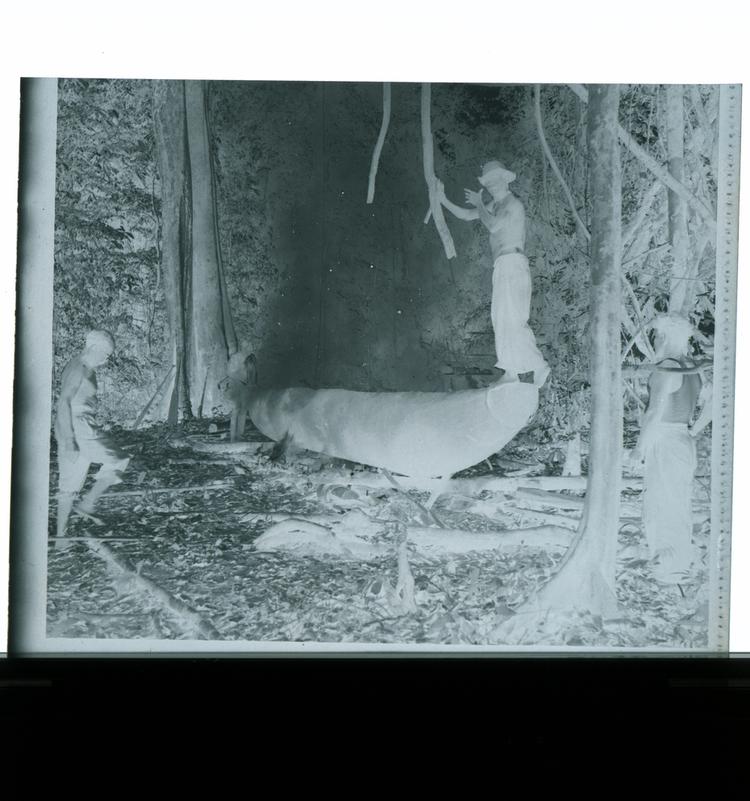 Image of Black and white negative of people burning bottom of the canoe with one man standing on the canoe in the middle of the forest