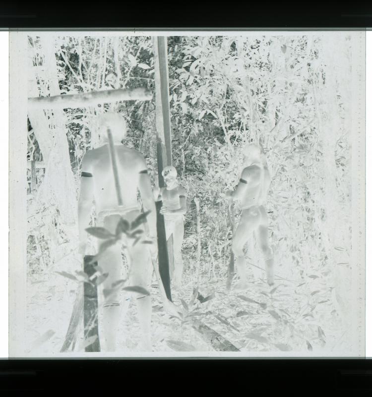 Image of Black and white negative of Wai Wai tribe members stripping bark in the middle of the forest