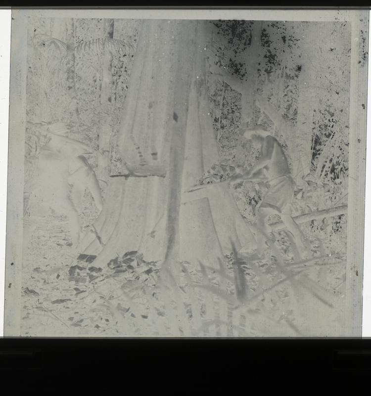 image of Black and white negative of expedition members and Wai Wai tribe member cutting down large tree in middle of forest
