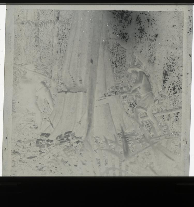 Image of Black and white negative of expedition members and Wai Wai tribe member cutting down large tree in middle of forest