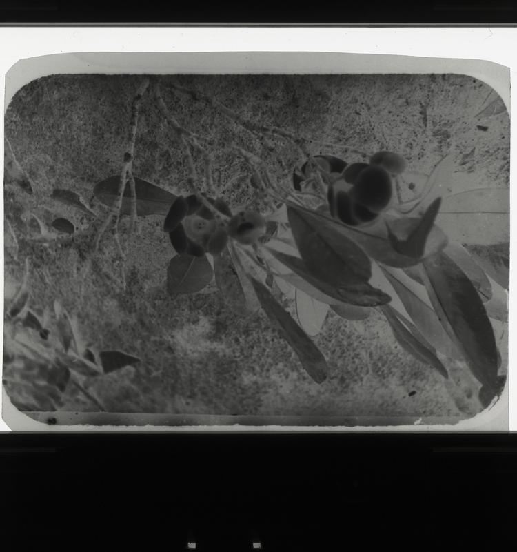 Image of Black and white negative close-up of flowers with large roots growing out of rock