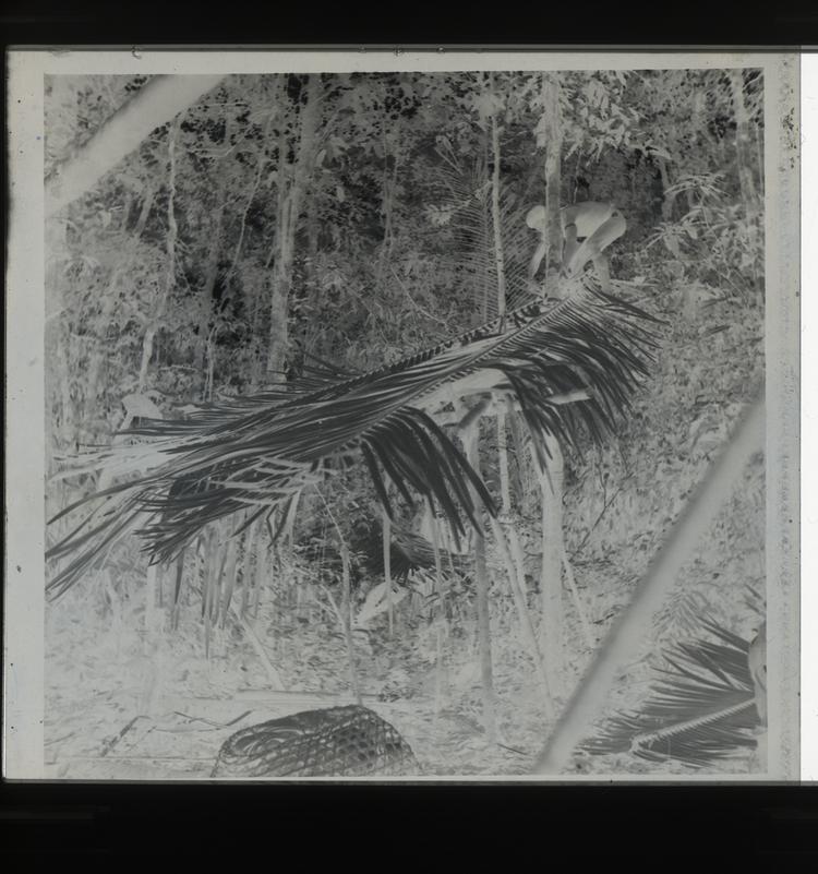 Image of Black and white negative of Wai Wai tribe member manipulating massive leaves in the forest
