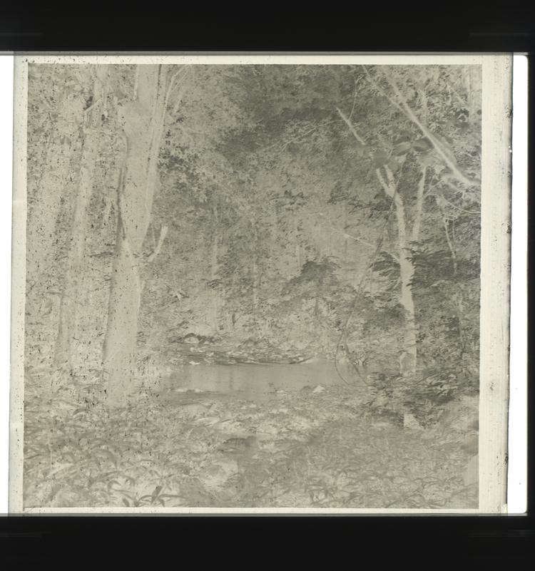 Image of Black and white negative view of river surrounded by forest