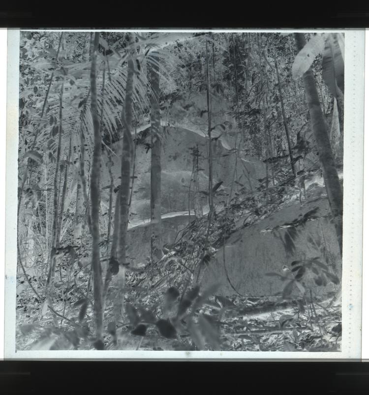 image of Black and white negative of large rocks among forest with tropical trees