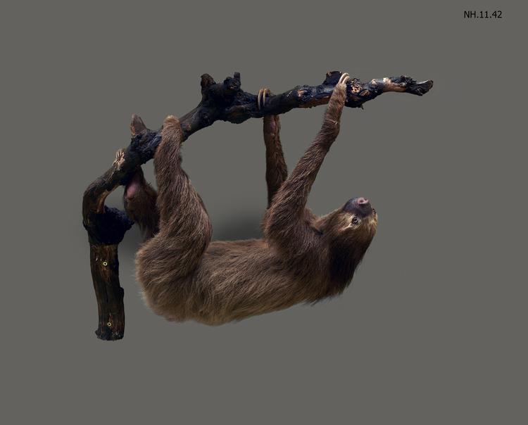 image of Linnaeus's Two-toed Sloth (Choloepus didactylus)