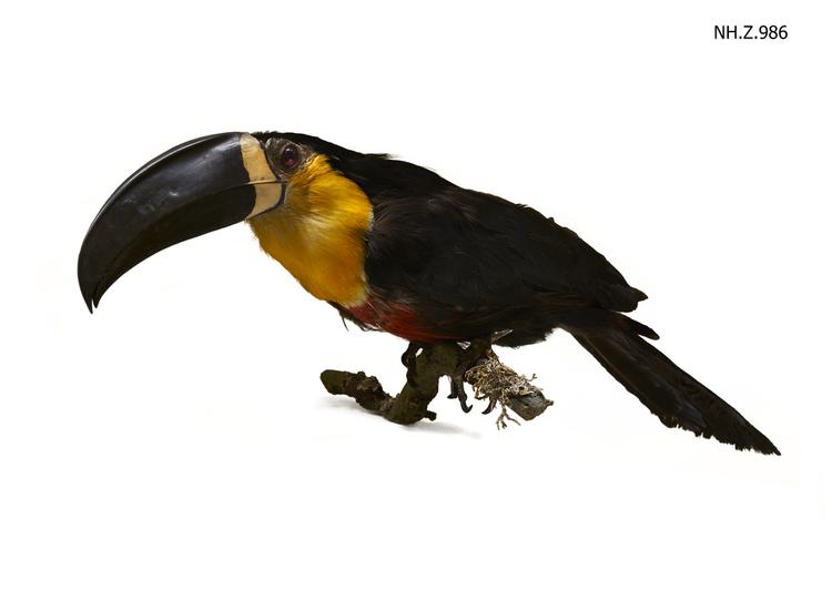 Image of Channel-billed Toucan