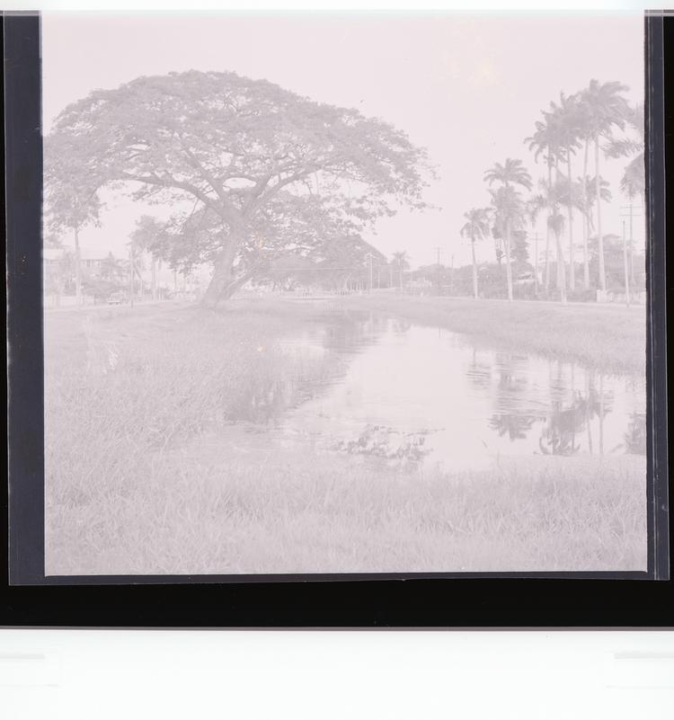 Image of Black and white negative view of tree-lined canal