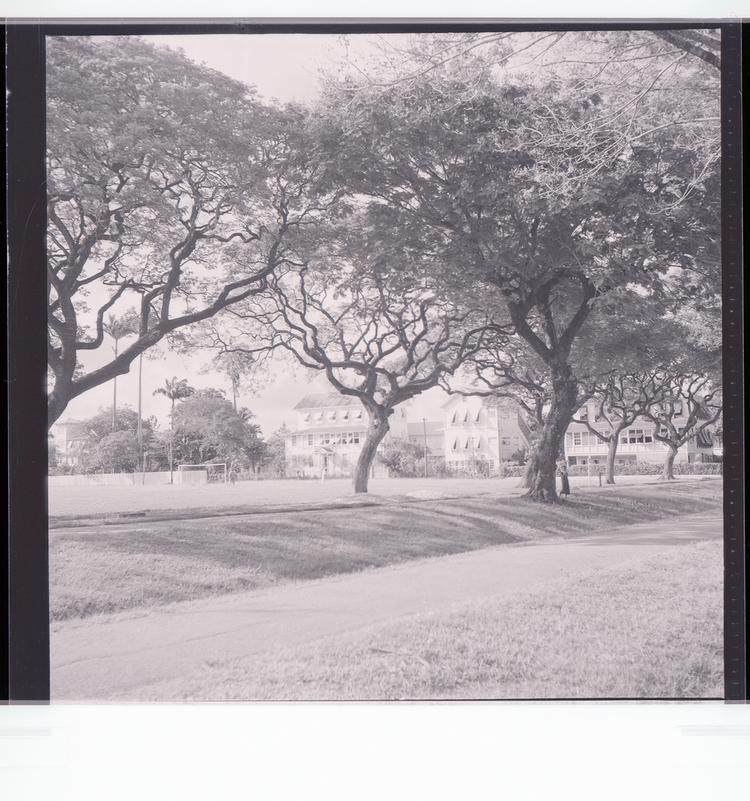 Image of Black and white negative view of sidewalk and buildings in background through view of trees