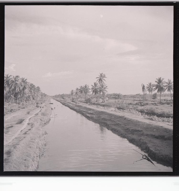 image of Black and white negative of canal (crossing over) lined with many palm trees and people and animals on road alongside canal