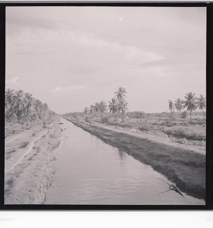 Image of Black and white negative of canal (crossing over) lined with many palm trees and people and animals on road alongside canal