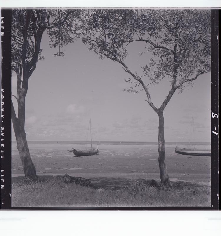 image of Black and white negative of boats moored in shallow water, framed by two trees (looking out to water)