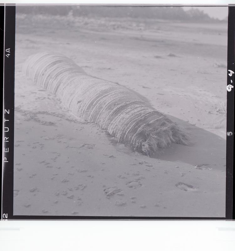 image of Black and white negative of broken palm tree trunk on beach