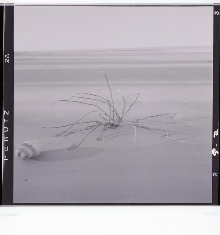 Image of Black and white negative of spidery-looking plant in sand with fruit laying on sand