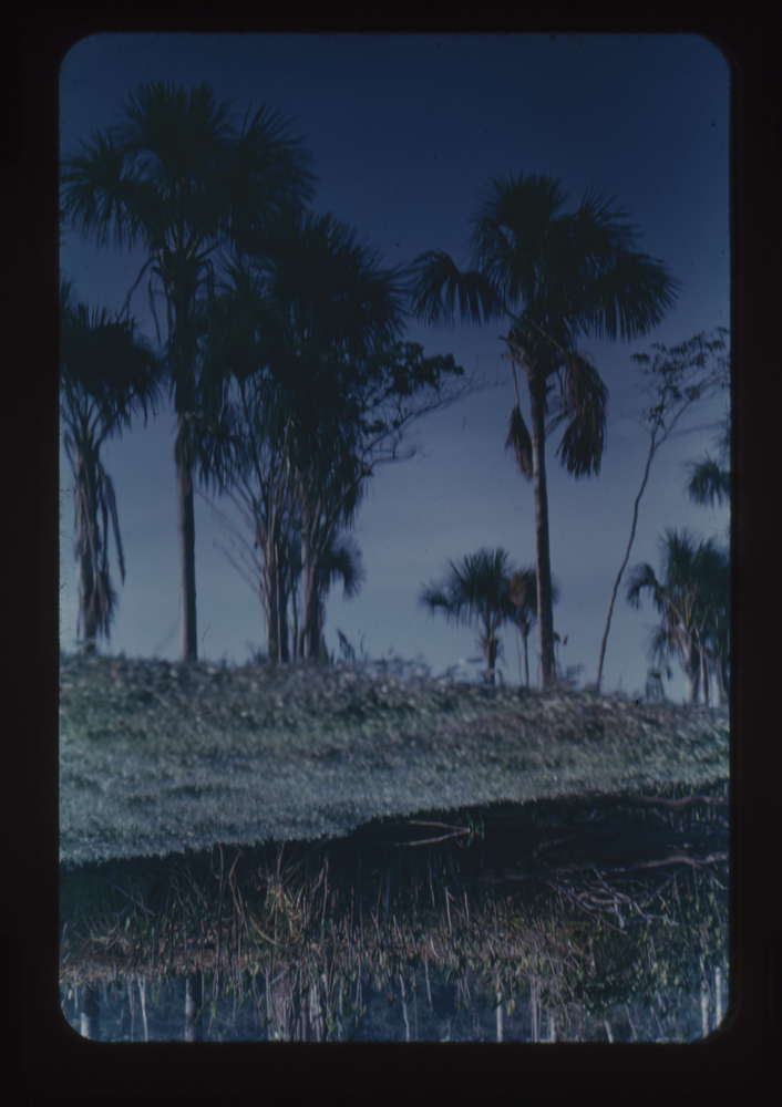 image of Color 35mm positive film of close up of marshland with palm trees on the horizon with reflection in water