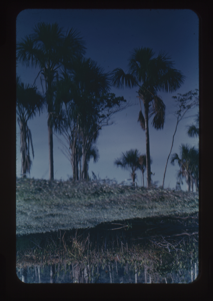 Image of Color 35mm positive film of close up of marshland with palm trees on the horizon with reflection in water