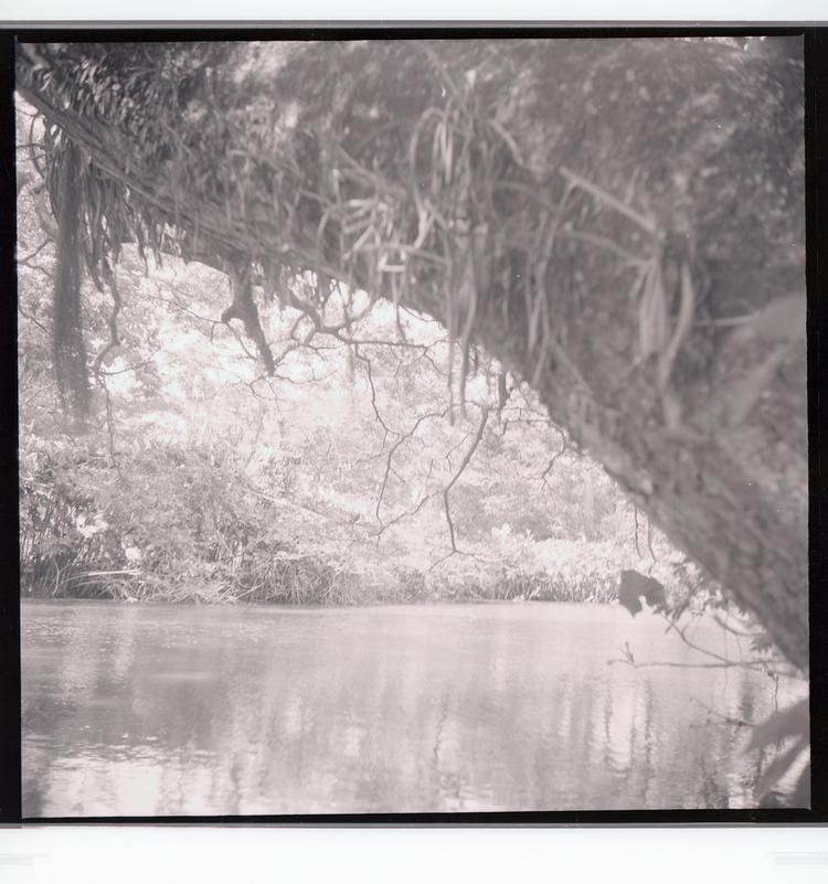 image of Black and white negative of river lined with trees