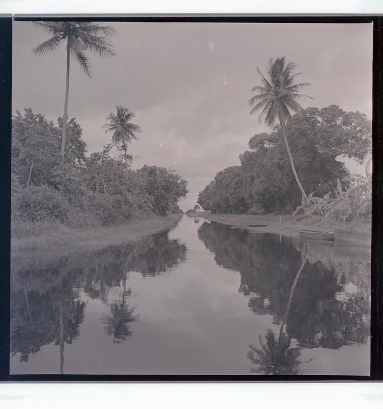 image of Black and white negative one-point perspective view of tree-lined canal