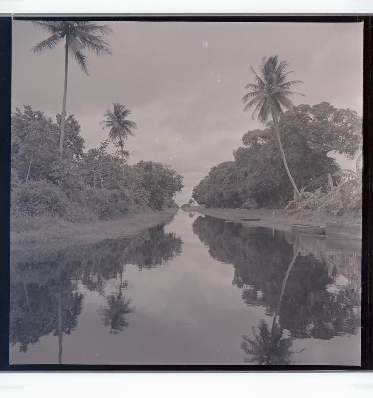 Image of Black and white negative one-point perspective view of tree-lined canal