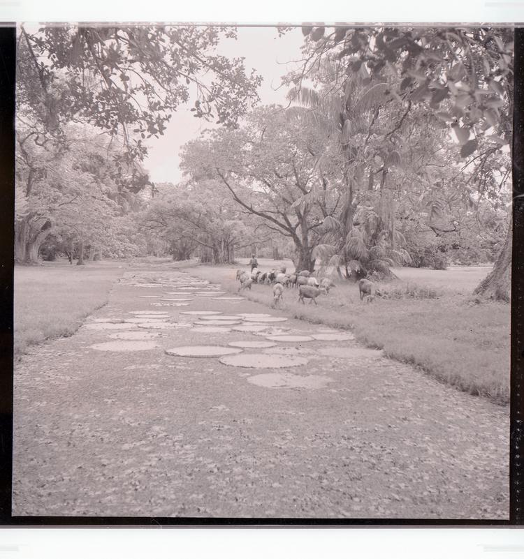 image of Black and white negative of man herding animals along tree-lined canal filled with lily pads