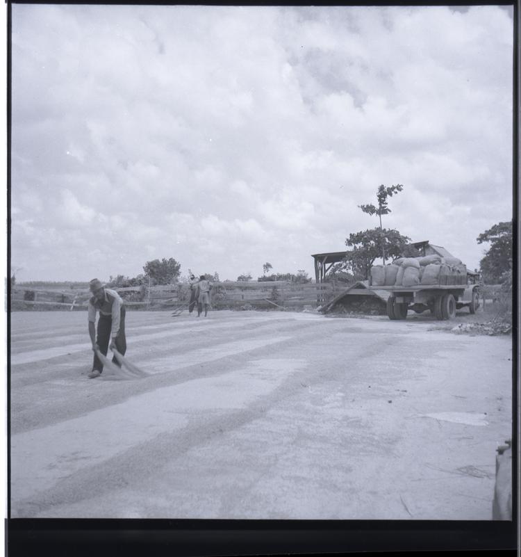 image of Black and white medium format negative (scanned positive) of a man sweeping rice into lines- a lorry loaded with sacks is in the background