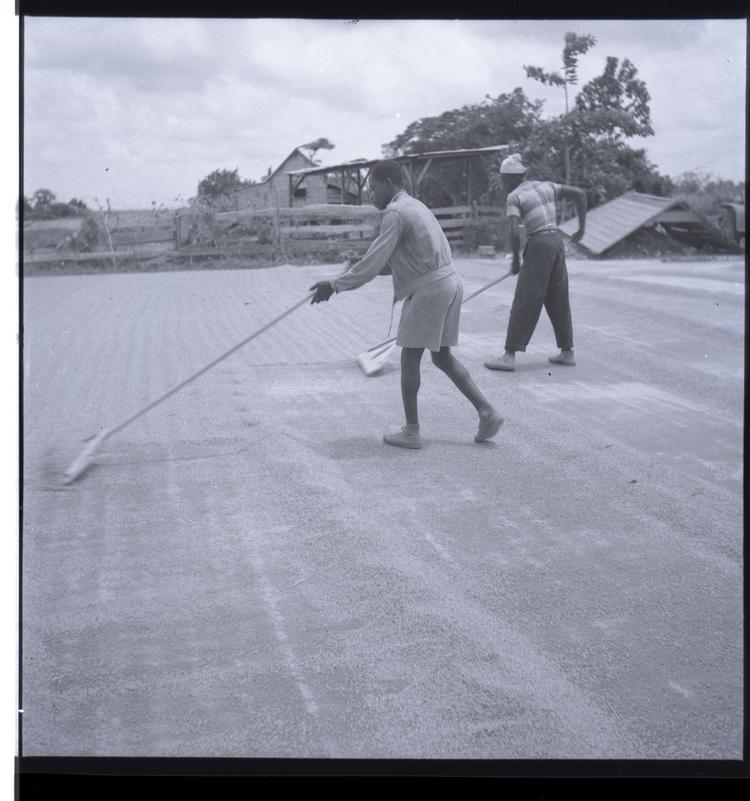 Image of Black and white medium format negative (scanned positive) two men raking a flat area