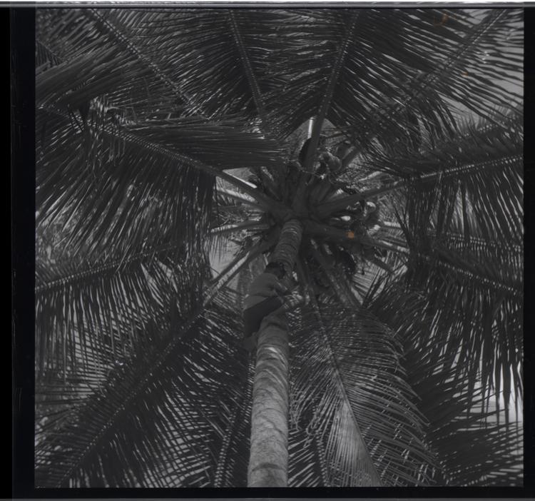 image of Black and white medium format negative (scanned positive) of a young boy climbing high up a palm tree