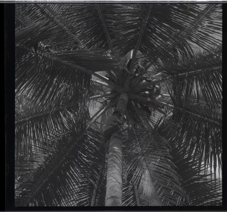 Image of Black and white medium format negative (scanned positive) of a young boy climbing high up a palm tree