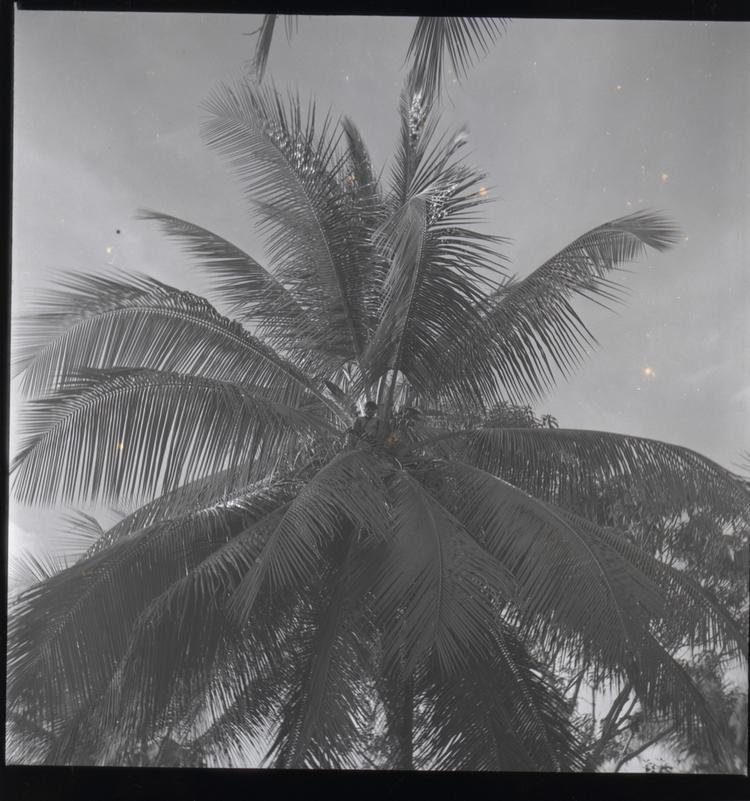 Image of Black and white medium format negative (scanned positive) of a boy sitting at the top of a palm tree looking at the camera