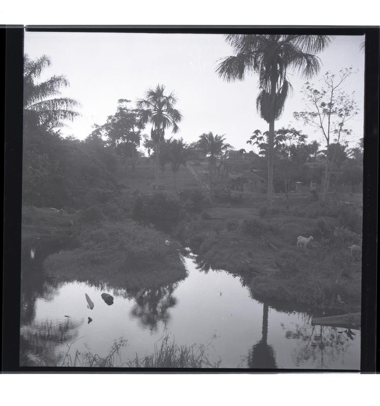 Image of Black and white negative of small village on hillside above water surrounded by trees, goats in foreground
