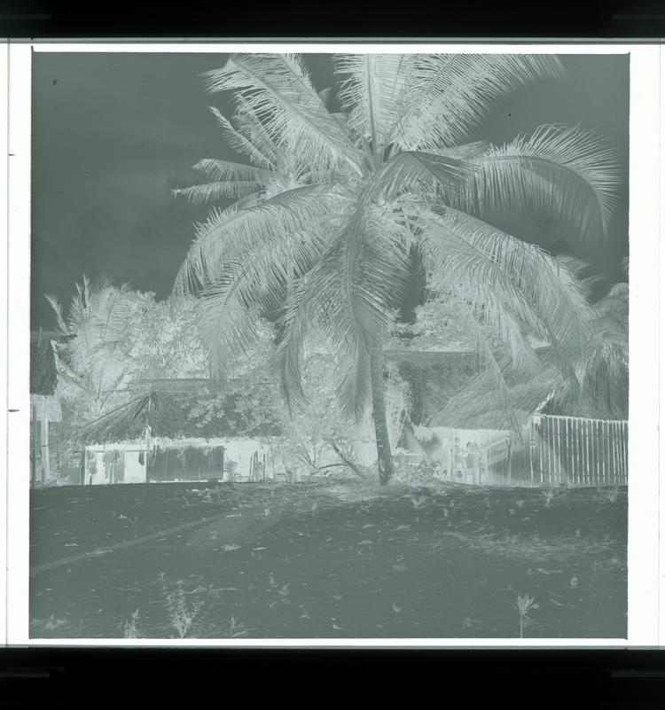 Image of Black and white negative of grass roof structures with people outside and massive palm tree in centre of photo