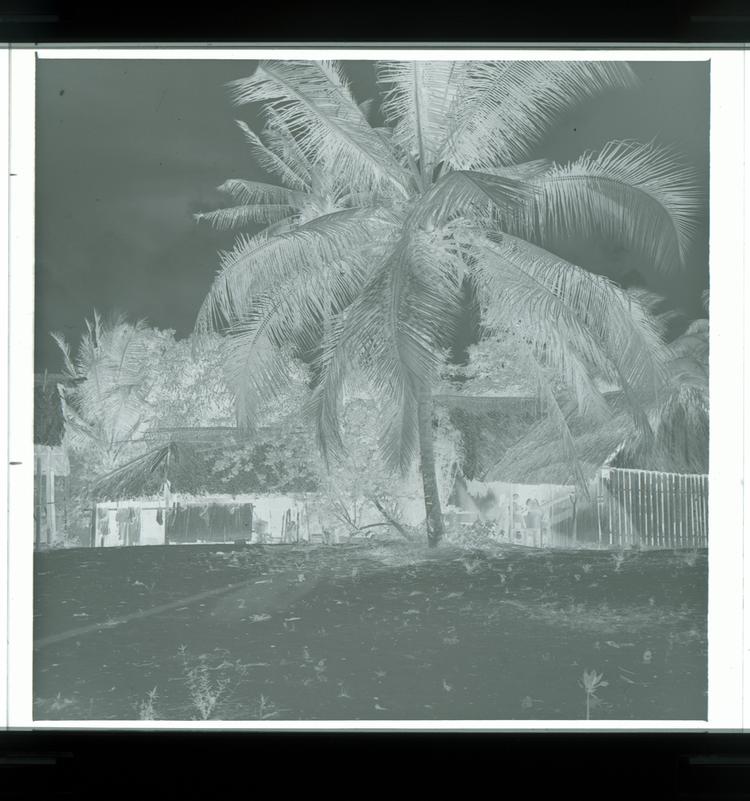 Image of Black and white negative of grass roof structures with people outside and massive palm tree in centre of photo