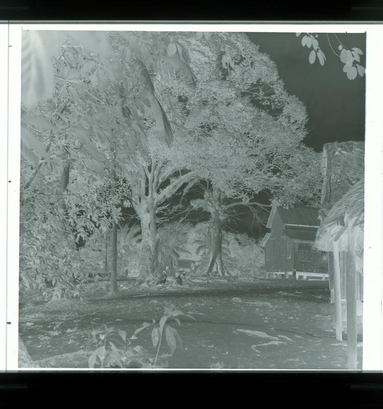 Image of Black and white negative of people sitting among large tree roots in front of slightly stilted grass roof houses