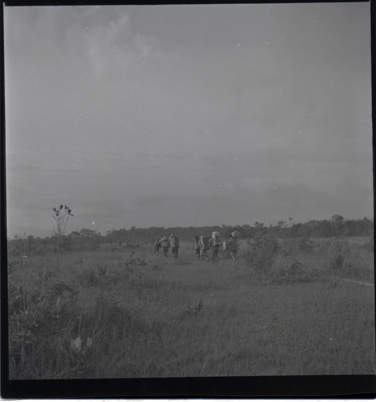 image of Black and white medium format negative (scanned positive)of laden men trekking across a grassland