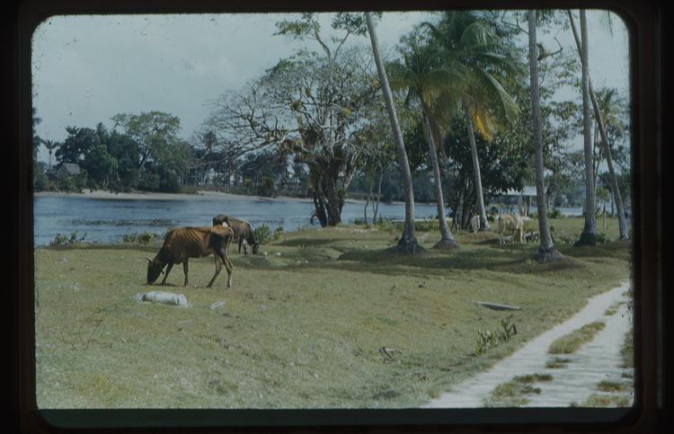 image of Colour slide of cows grazing beside river