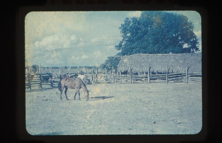Image of Colour slide of grazing horse with building in background