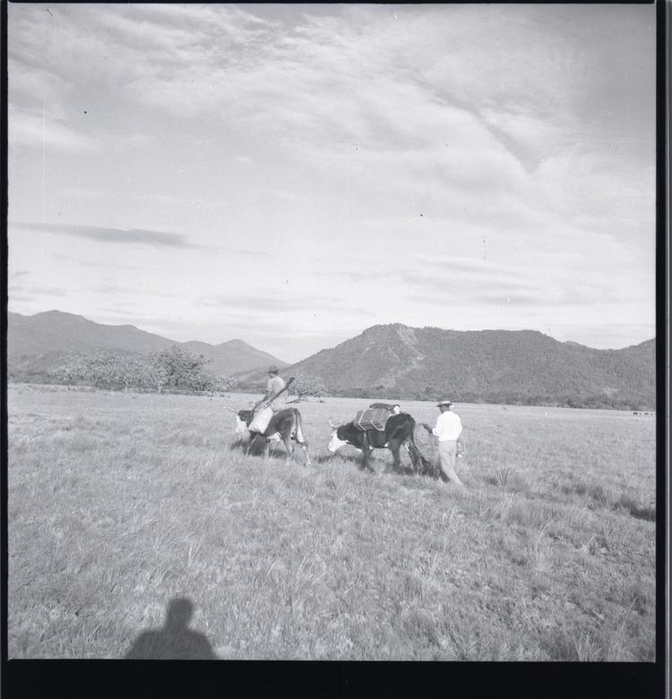 Black and white medium format negative of 2 men and 2 bullocks crossing flat land with mountains in background