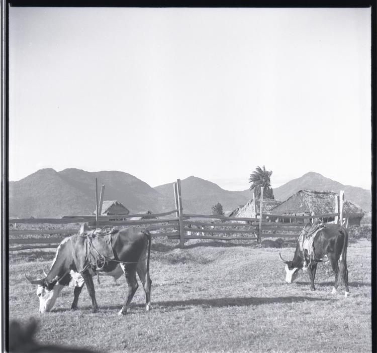 Black and white medium format negative of bullocks grazing in a fenced area