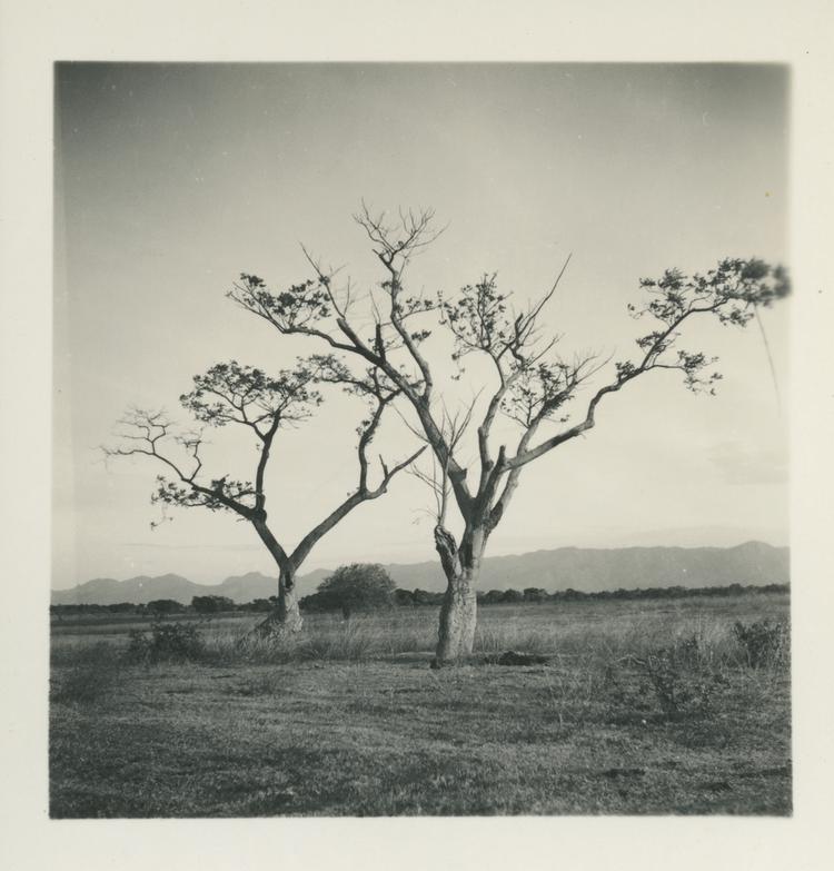 image of Black and white print of two trees in flat landscape