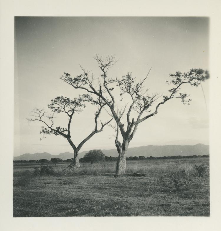 Image of Black and white print of two trees in flat landscape