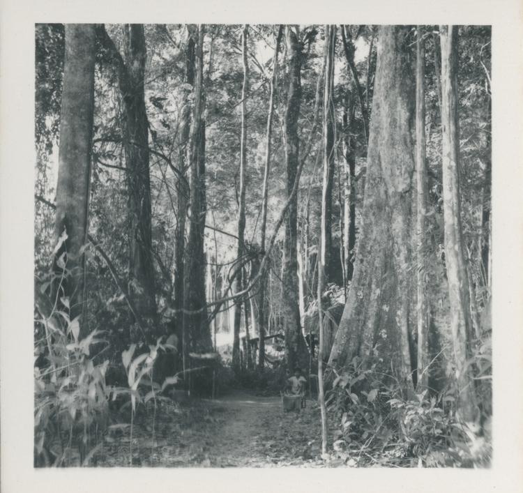 Black and white print of man surrounded by huge trees