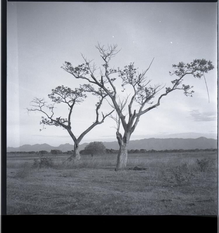 Black and white medium format negative of two trees in flat landscape