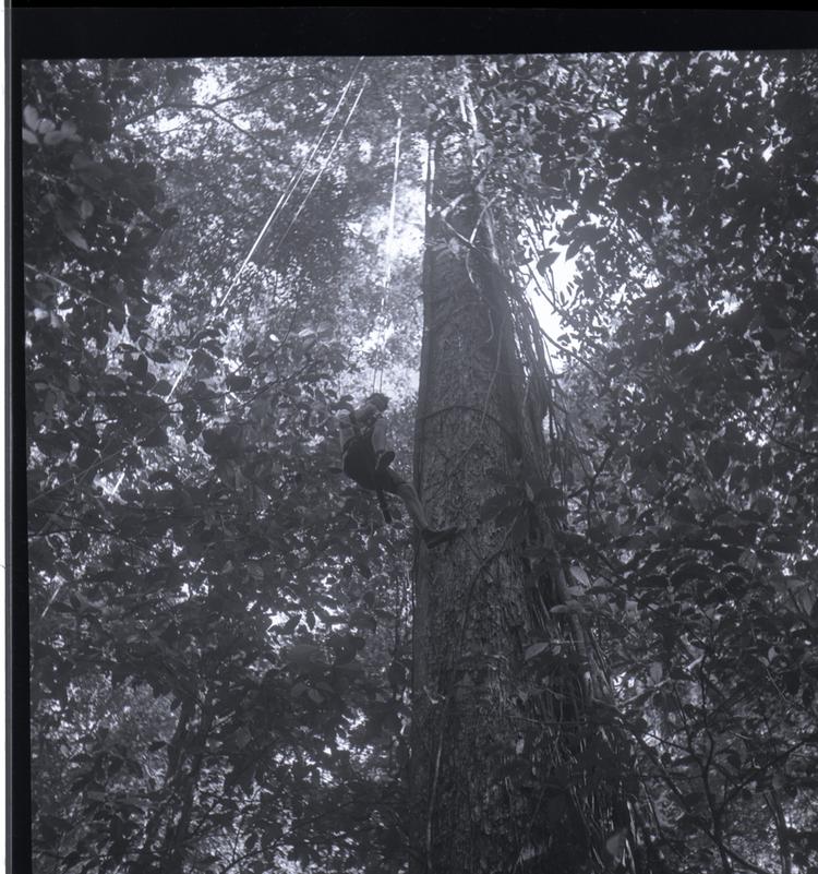 image of Black and white medium format negative of person ascending tall tree using ropes